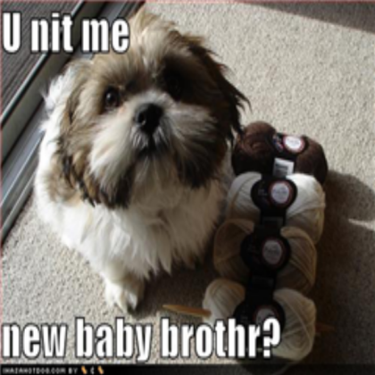 funny-dog-pictures-knit-baby-brother Roblox decal