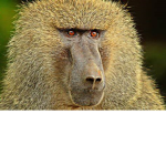 Monkey :) :(