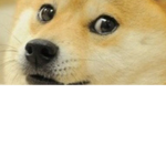 -Doge Fan Club-
