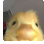 Duck gang 6777