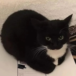 Maxwell The Cat! [ALPHA]