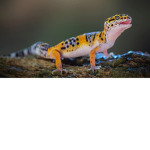 Reptile Fans :)