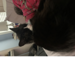 I’m a big cat