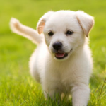 Puppy Rock