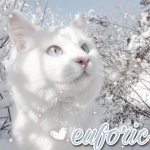 ∙ EUFORIC ∙