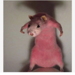 Rude Rats