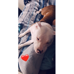 Snoop the pitbull