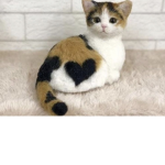 Meh luv kitty’s <333