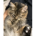 CAT FOREVER.
