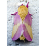 Moth ism