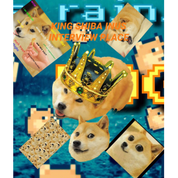 King Shiba Inu's Interview Place