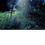 + Kingdoms of the Fairies +