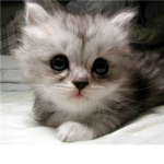 Airclan (Warrior cats)