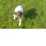 Dogs rule they are the best