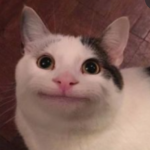Polite Cat!