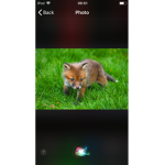 # fox love