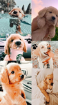 Preppy dog power