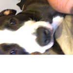 SASHA THE DOG