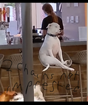 Funny doge