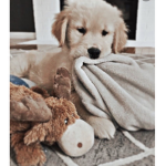 Cute puppy athletic group
