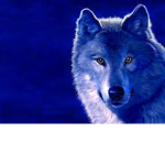 Wolf gang chill