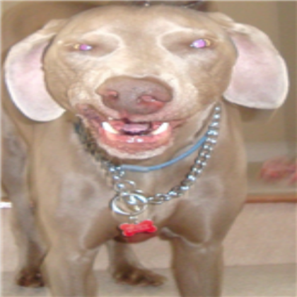 dog Roblox decal