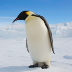 The Penguins United!!