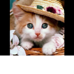 Kitty cool Cat group