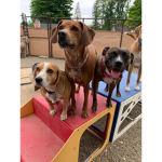 DOGGY LAND FOR DOGGYS!