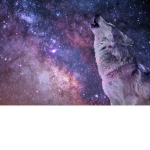Nighthowlers Of The Night