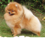Pomeranian Puppies Øffíçîãl