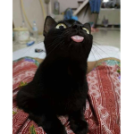 we will pet your cat