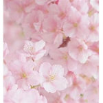 Strawberry•Blossom