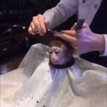 Monkey group.