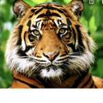 Tiger cubs studios
