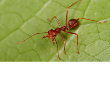 Insect World: Console Edition BETA