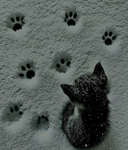 /snowy