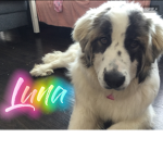 Yanna and Luna puppy group