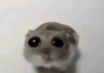 Sad hamster..