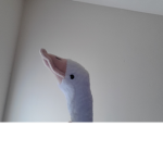 The goosey place