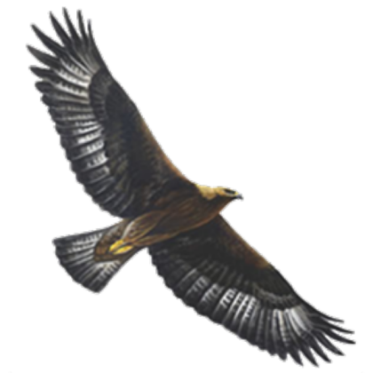 Eagle (Transparent) Roblox decal