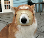 <doggos>
