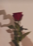 Cupcake Rose