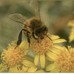 Beeutiful bees