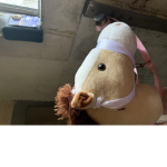 Hobbyhorses