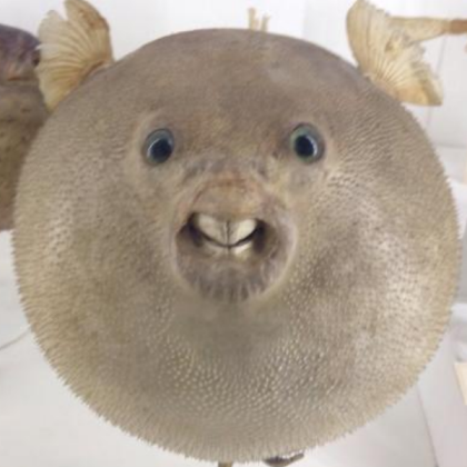 PUFFERFISH [SCARY!] Roblox decal