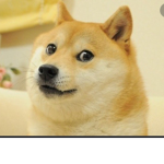Wow doges 9