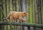 The Leopard Tail crew