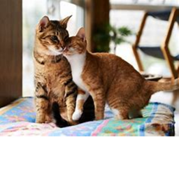 cat chat