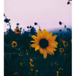 Bright sunshine